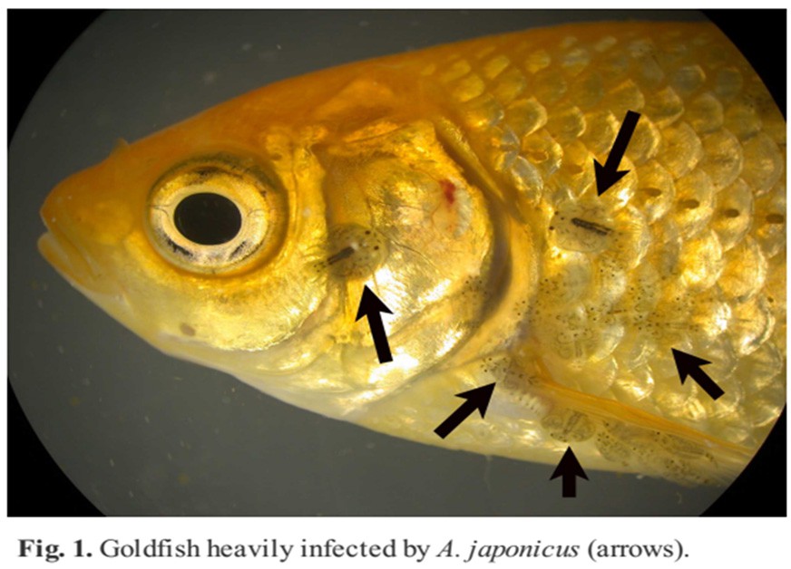 بیماری های ماهی ناشی از سخت پوستان
